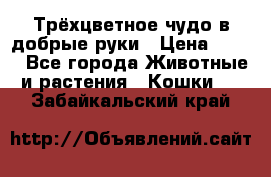 Трёхцветное чудо в добрые руки › Цена ­ 100 - Все города Животные и растения » Кошки   . Забайкальский край